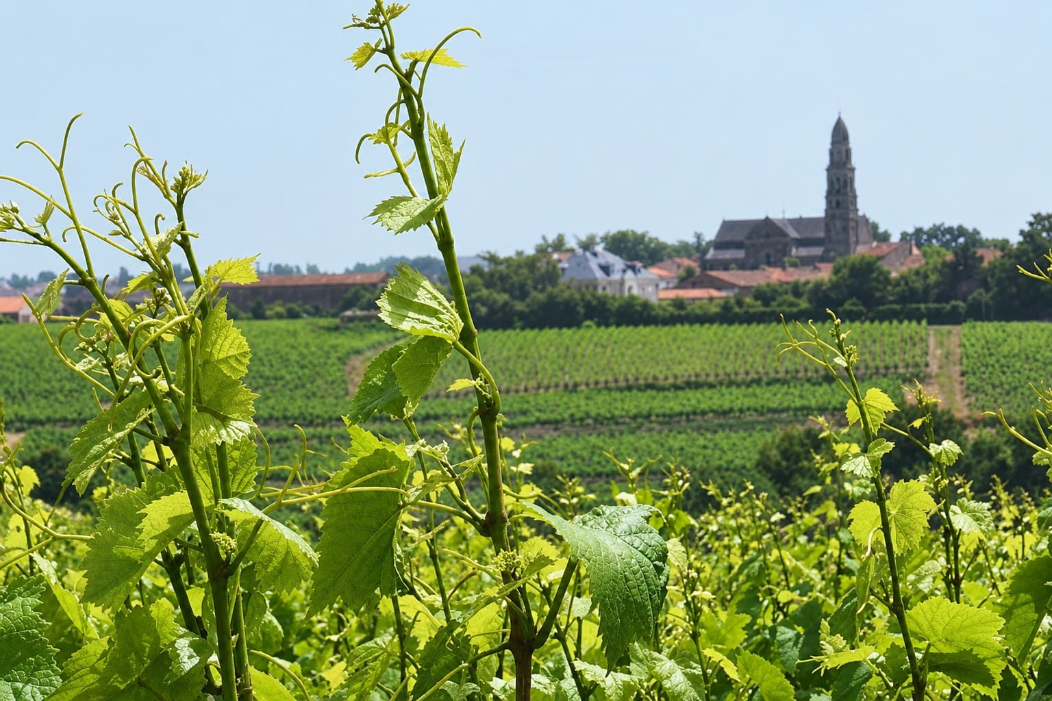 Rangs de vigne au printemps, le clocher de La Haye-Fouassière à l’horizon